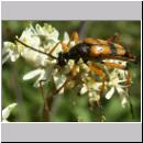 Strangalia attenuata - Bockkaefer 06.jpg